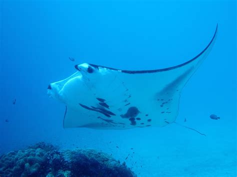 Everything You Need To Know About Manta Rays Be Water Diving Scuba