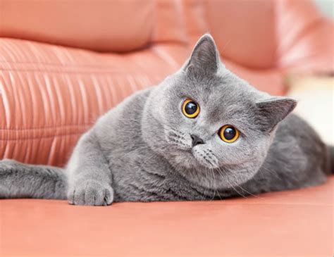 Daily brushing of the british shorthair is important, especially during seasonal changes when the coat is thickening or thinning. All I know about CATS Minecraft Blog