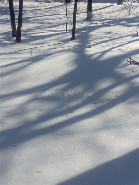 Shadows On The Snow Shadows From The Trees Shadows From The Bright