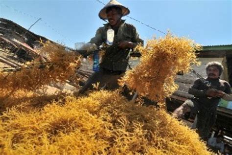 Untuk anda yg tertarik dgn rumput sintetis taman, rumput sintetis depan rumah, rumput sintetis di dinding, dan bermacam rumput sintetis jenis lainnya ayo hubungi segera rumput sintetis indonesia. Indonesia Pasok 85 Persen Kebutuhan Rumput Laut Dunia ...