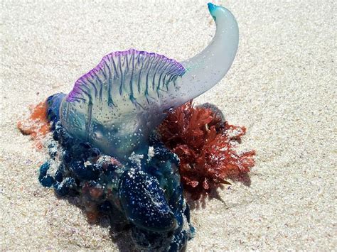Venomous Sea Creatures Wash Ashore On Island Beaches