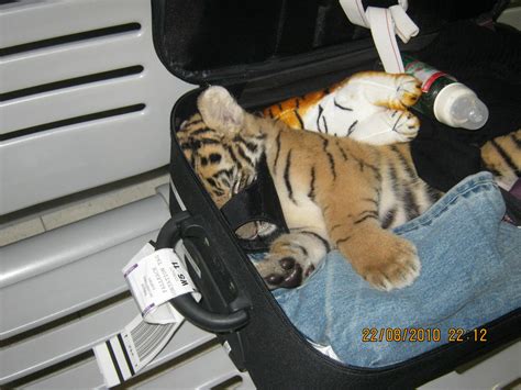 Tiger Cub Rescued At Bangkok Airport Bangkok Thailand A Flickr