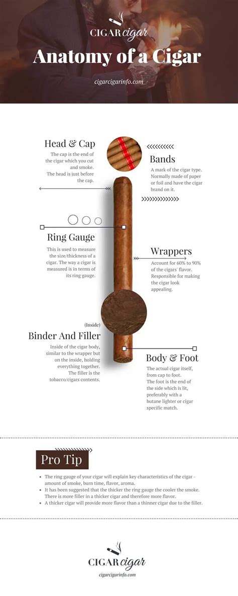 Cigar Anatomy For Dummies Learn About The Different Parts Of A Cigar