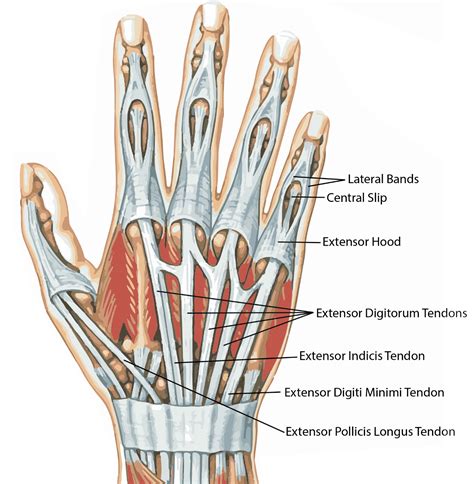 Hand Anatomy Extensor Tendons The Best Porn Website