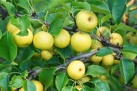 how to grow and care for asian pear trees gardener s path