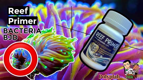 Brown Jelly Disease V S Reef Primer Operation Save The Torches Or