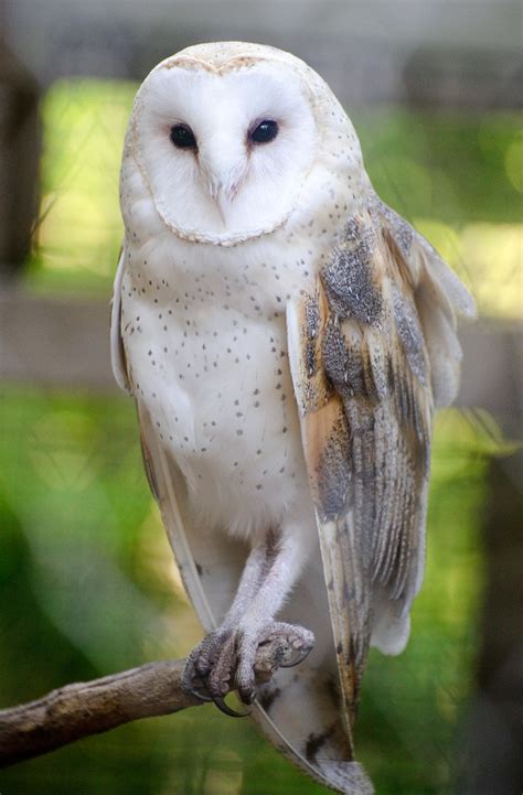 Barn Owl Eric Kilby Flickr