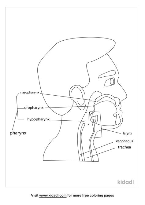 The Mouth Pharynx And Esophagus Kidadl