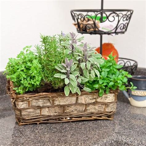 Cottage Herb Basket 599900 Garden Ts Plants Organic Gardening