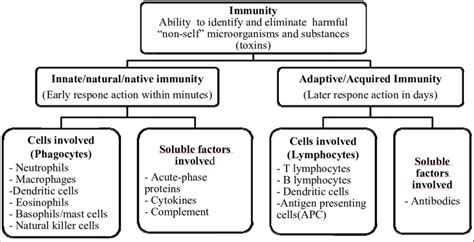 Overview Of Immune System Download Scientific Diagram