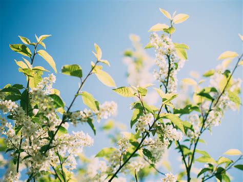 3840x2880 Branches Flowers Leaves Nature Plant Twigs 4k