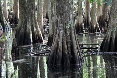 Swamp Florida Cypress Trees · Free Photo On Pixabay