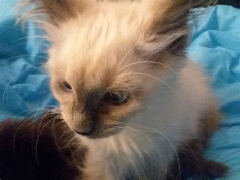 Like the siamese they are known for their ability to communicate. Balinese Cats For Sale | Stevensville, MI #310678