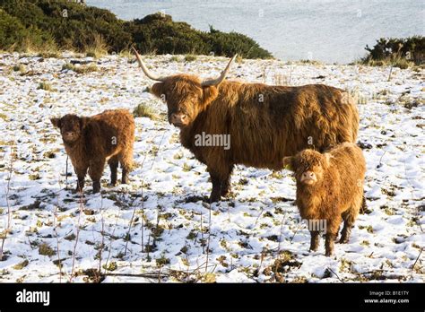 Highland Cow And Calves In The Snow Stock Photo Alamy