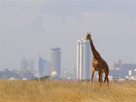 4 Reasons To Visit Nairobi National Park Africa Geographic