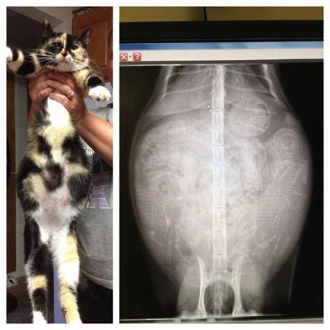 Raio X Gata Grávida Pregnant Cat Cats Animals