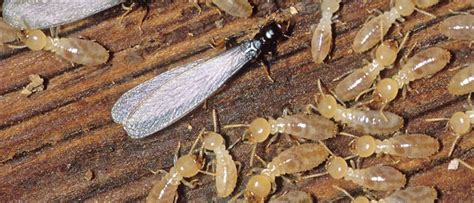 Due to the potential danger of property damage, it is advisable to contact an ar service after we get some information from you, we'll set up a time to discuss your pest control needs in further detail. ProActive Pest Control