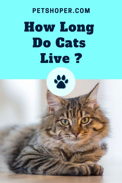 Average Lifespan Of An Outdoor Cat Cat Lifespan Petshoper Cat