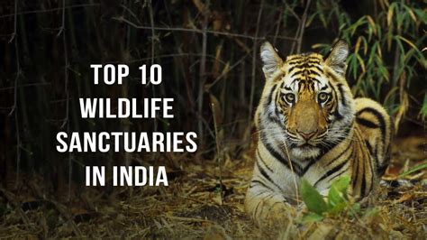 These 10 Wildlife Sanctuaries In India Are A Must Visit Youtube