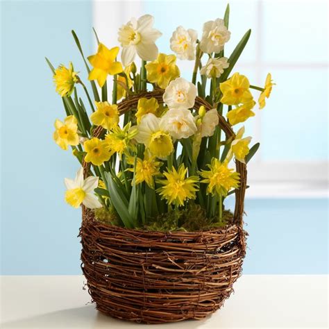 8 Best Images About Daffodils Arrangements On Pinterest Gardens