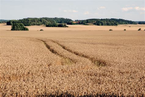 Free Images Horizon Field Barley Wheat Prairie Summer Harvest