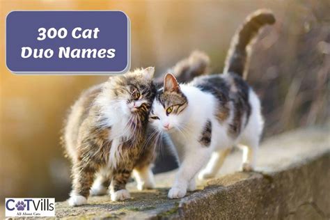 300 Original Cat Duo Names For Your Cat Pair