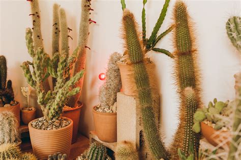 Cactus when smelted in the furnace gives you 0.2 exp points per cactus smelt, which is not a lot but if you do it in a industrial way, you there are many tutorials in youtube on how to make automatic exp. The Cactus Store LA