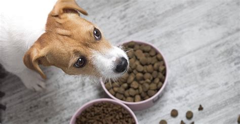 Made in britain from ingredients including cereals, meat and animal (4%) derivitaves, vegetable protein, oils and fats with added vitamins and minerals and yucca extract, wagg meets your dogs nurtritional needs with a complete balanced food. Best Puppy Food - A Guide To Choosing A Good Dog Food For ...