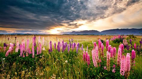 Sunset Scenery Lupine Flowers Meadow Field Mountains Dark Clouds Hd