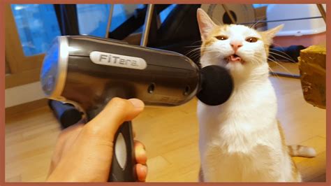 세계 최초 마사지건으로 안마 받는 고양이 ㅋㅋㅋㅋㅋㅋ The Cat Vs The Massage Gun Youtube