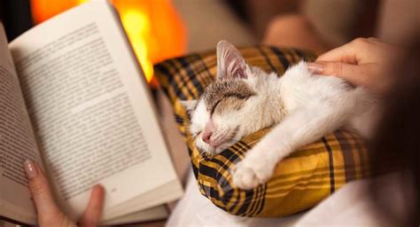 Cat Books The Best Cat Books To Read And T In 2020