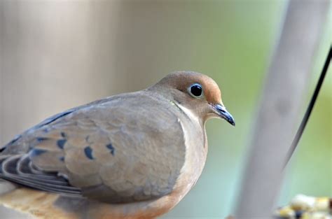 Mourning Dove - Big Year Birding