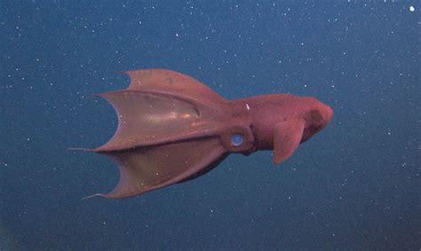 Creature Of The Deep Deep Sea Life Photo 13702021 Fanpop