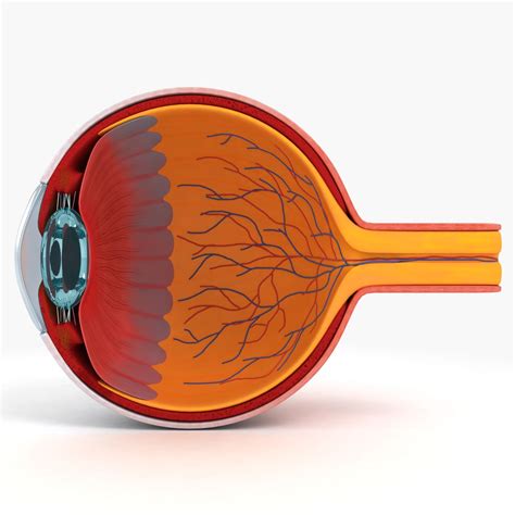 9 Beautiful 3d Model Of Eye Anatomy Emgold Mockup