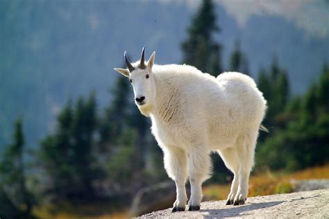 The Mountain Goat Also Known As The Rocky Mountain Goat Hd Wallpaper