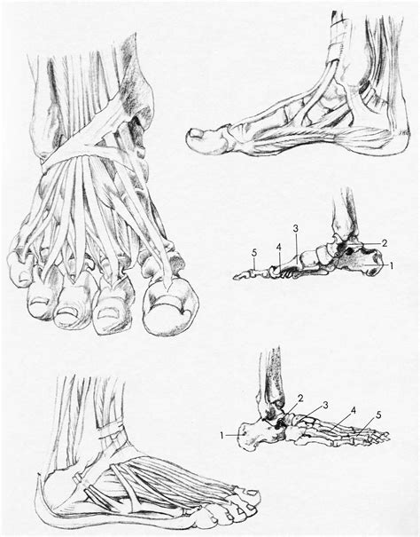 How To Draw The Foot Drawing Feet And The Anatomy Of Them Reference