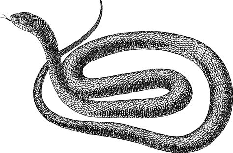Black And White Snake Gif Find Share On Giphy My XXX Hot Girl
