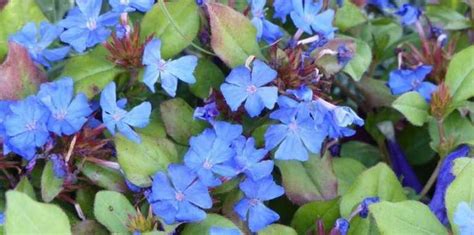 Arbuste à Fleurs Bleues 8 Indispensables Quil Faut Avoir Dans Son Jardin