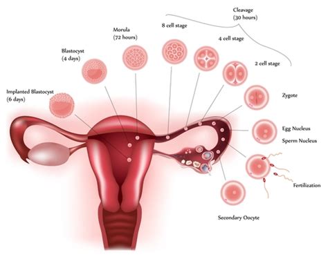 While a bit of spotting is normal early on in pregnancy, it can still help to report the symptom to a doctor. Implantation bleeding brown discharge - Women Health Info Blog