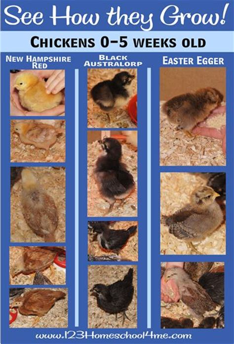 See How Chicks Grow Week By Week Baby Chicks Raising Chickens