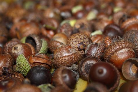 Free Images Food Produce Brown Acorn Fruits Oak Acorns