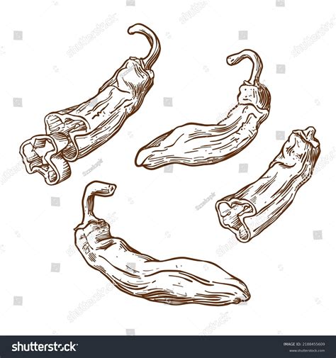 Set Long Sweet Pepper Paprika Drawing Stock Vector Royalty Free