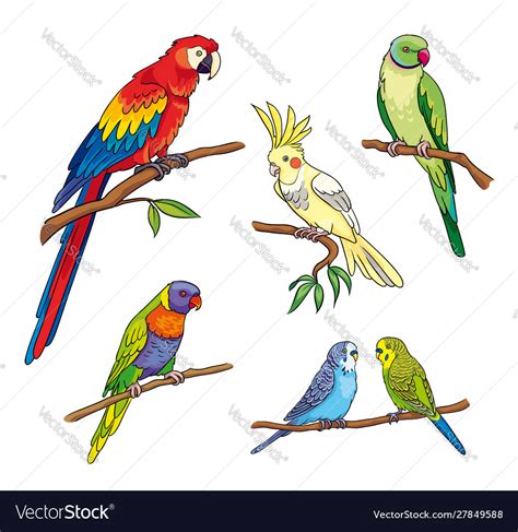 Different Parrots Royalty Free Vector Image Vectorstock