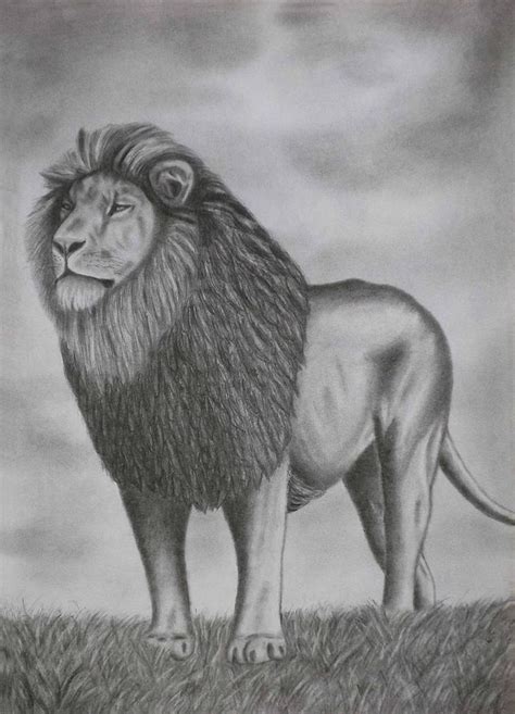 Lion Pencil Drawing Original Graphite Pencil Drawing
