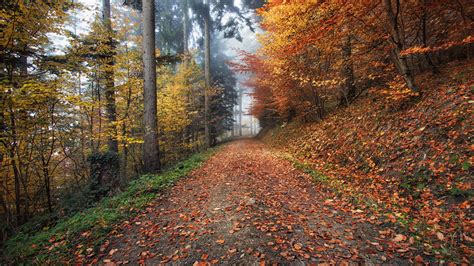 Download Wallpaper 1600x900 Autumn Path Foliage Widescreen 169 Hd