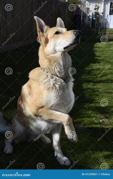 Blonde German Shepherd Dog Stock Image Image Of Begging 41239501