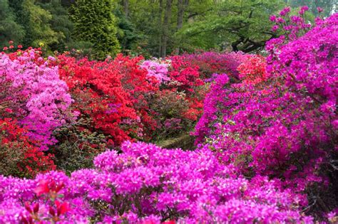 11 Best Landscaping Shrubs To Grow In Your Yard