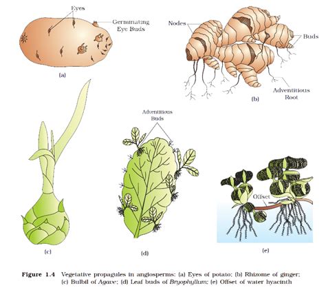 Asexual Reproduction In Plants Plants Ba