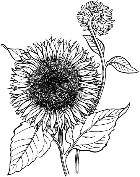 Dibujo Girasol Para Colorear Imágenes Para Pintar