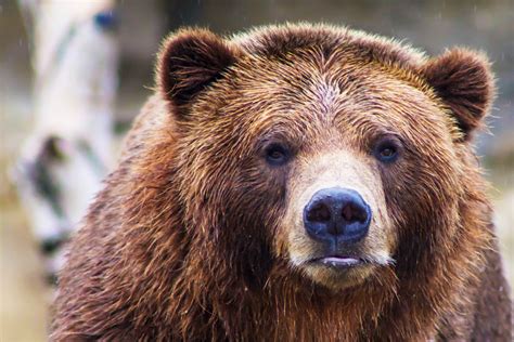 Wyoming Petitioning Feds To Delist Yellowstone Grizzly Bears